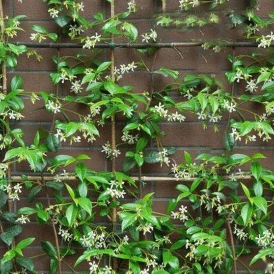 10種爬藤植物好養易爆盆四季開花夏天裡開成花海