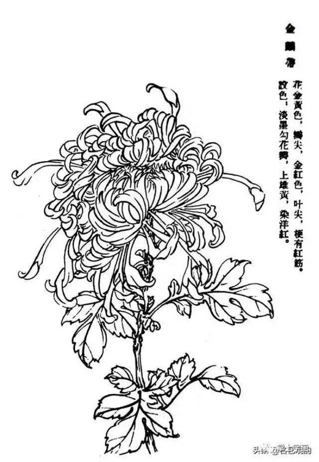 国画野菊花的画法图片