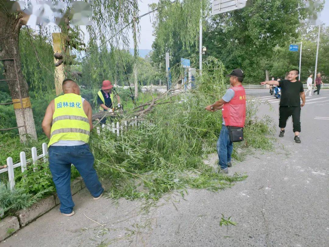 城北街道 多处拦路树枝已修剪 枯树已砍伐