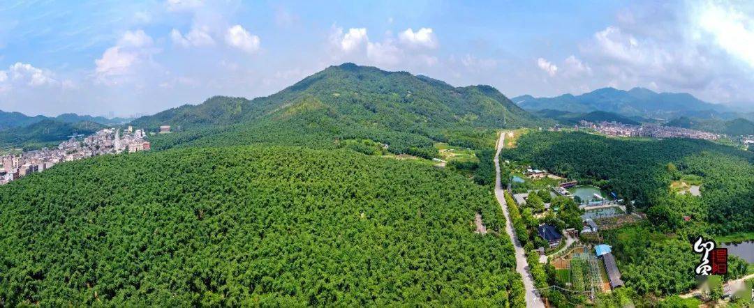 走进有"中国竹笋之乡"美誉的揭东区埔田镇,竹林如海,青翠欲滴,驱车找