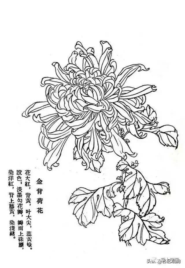 60种菊花工笔白描写生画法