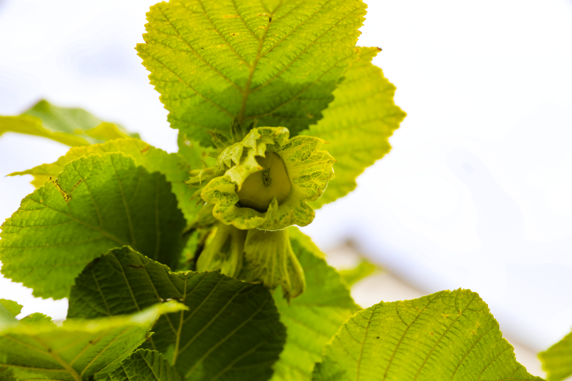 宁夏西吉大果榛子成为农民增收新产业