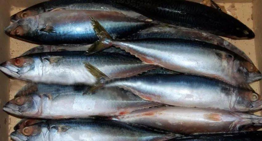 怎样挑选带鱼是新鲜的 c6dea46b30a34bf888964ee4be1fa191.jpeg