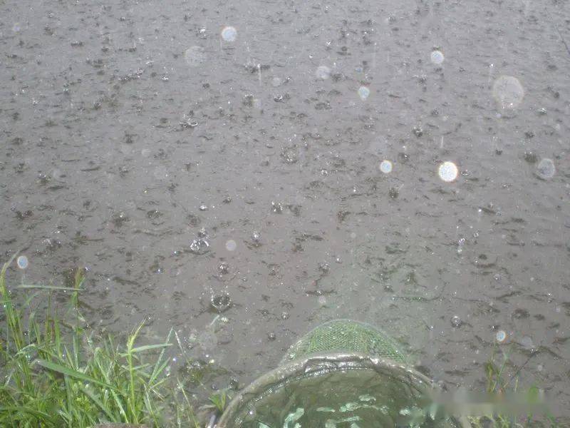 夏釣雨天,什麼樣的釣位出魚好?