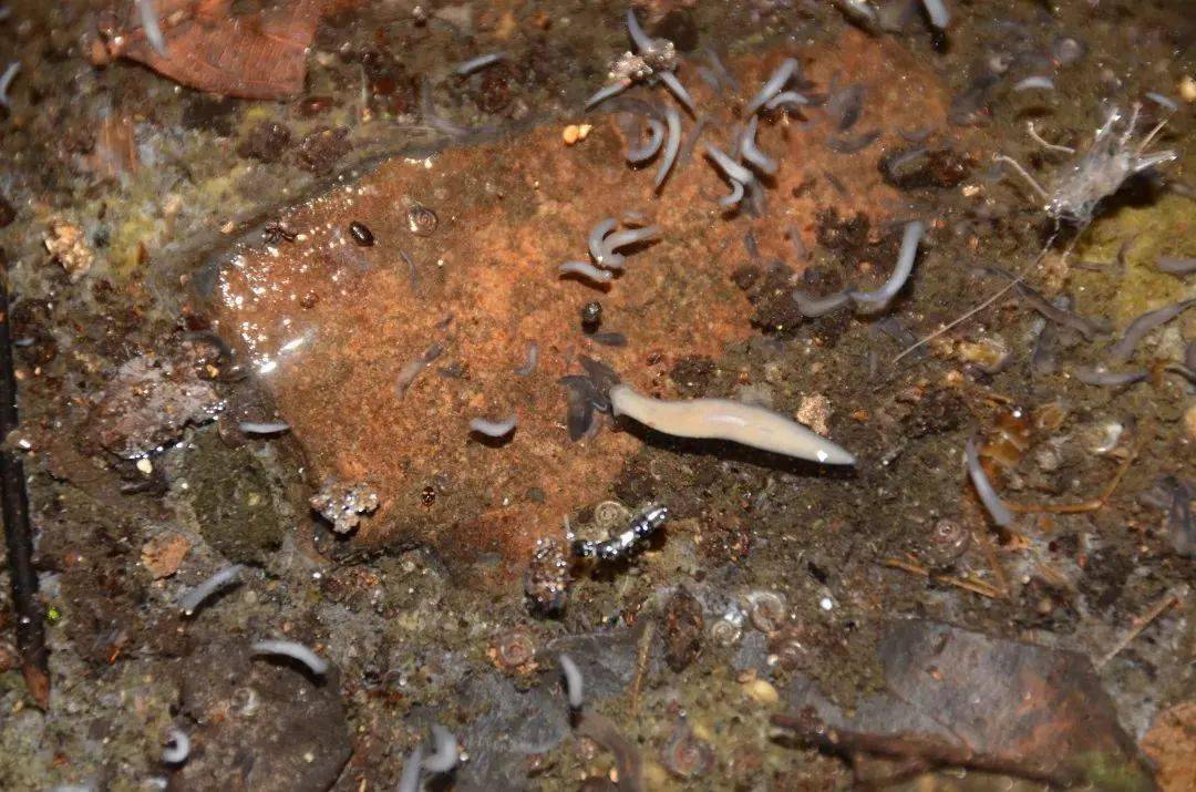 中国第一部!吉首大学刘志霄教授《洞穴生物学》出版