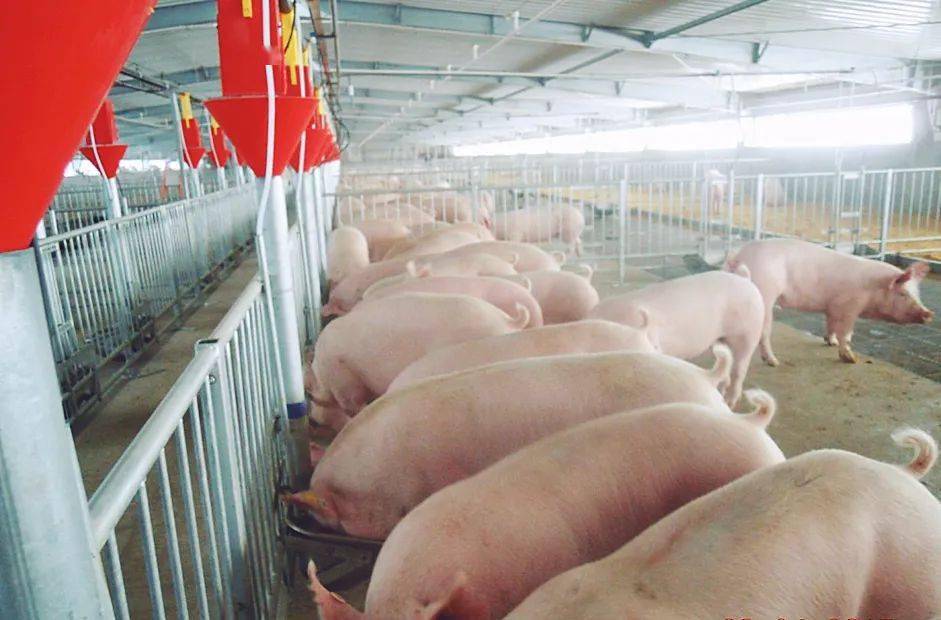 崇明这里的猪住着楼房吹着空调