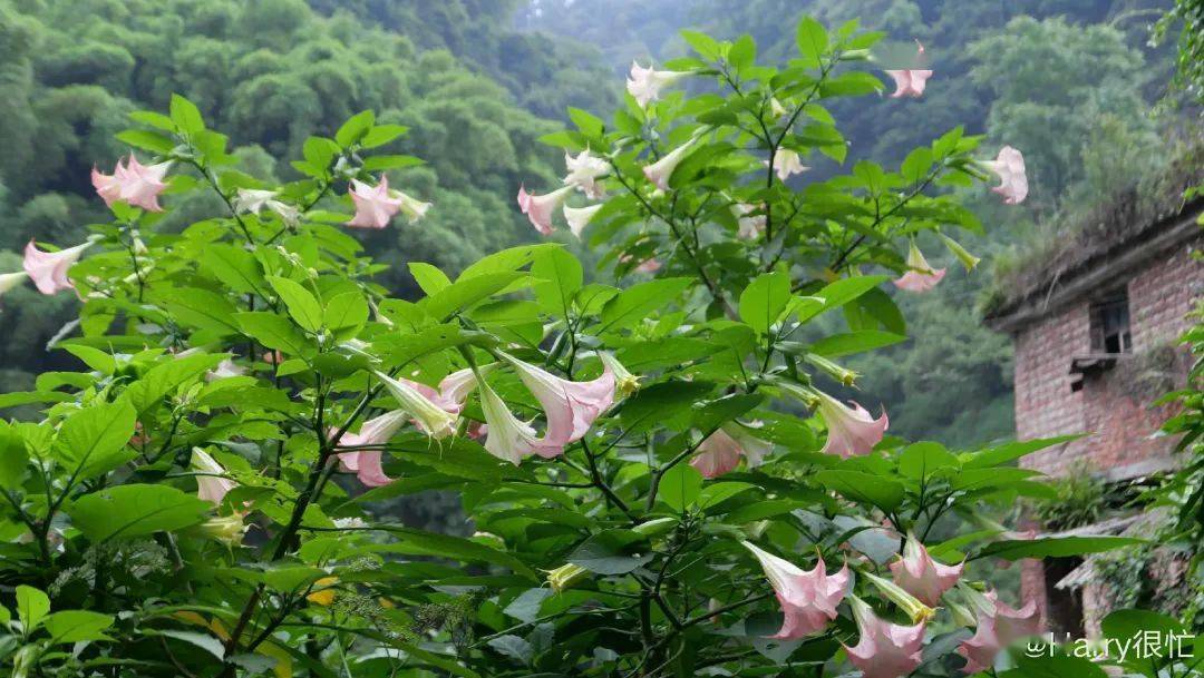 游客眼中的嘉阳桫椤湖