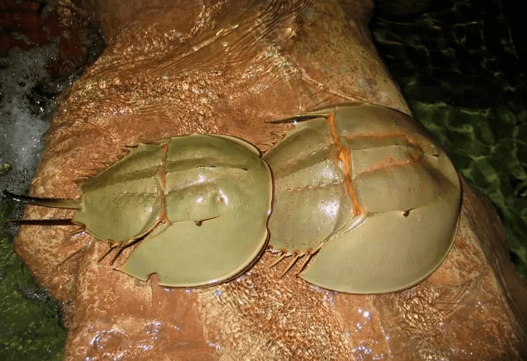 这种海鲜不能吃! 不能贩卖! 已有人被判刑.