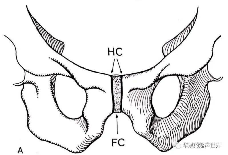 线条图上可见中心性纤维软骨(fc),邻近耻骨骨面有一层薄的透明软骨(hc