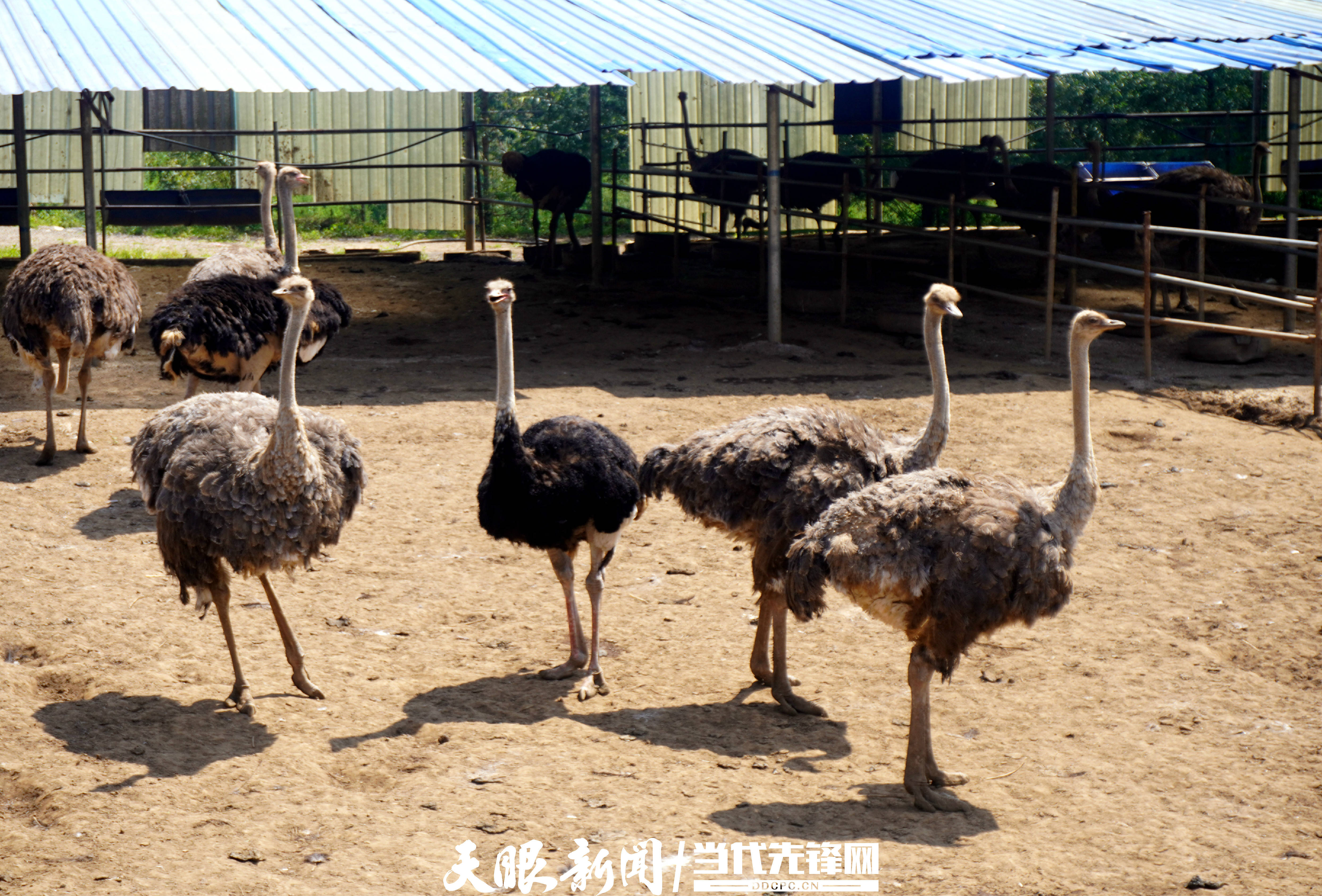 广西桂林鸵鸟养殖场图片