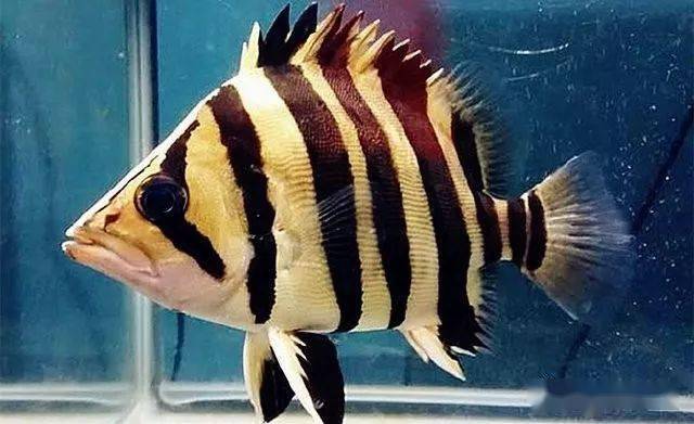 让虎鱼由暗变明的几个小姿势,你值得拥有!