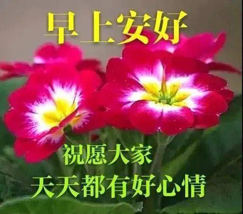 早上好表情包感恩相遇珍惜友情祝您健康快樂