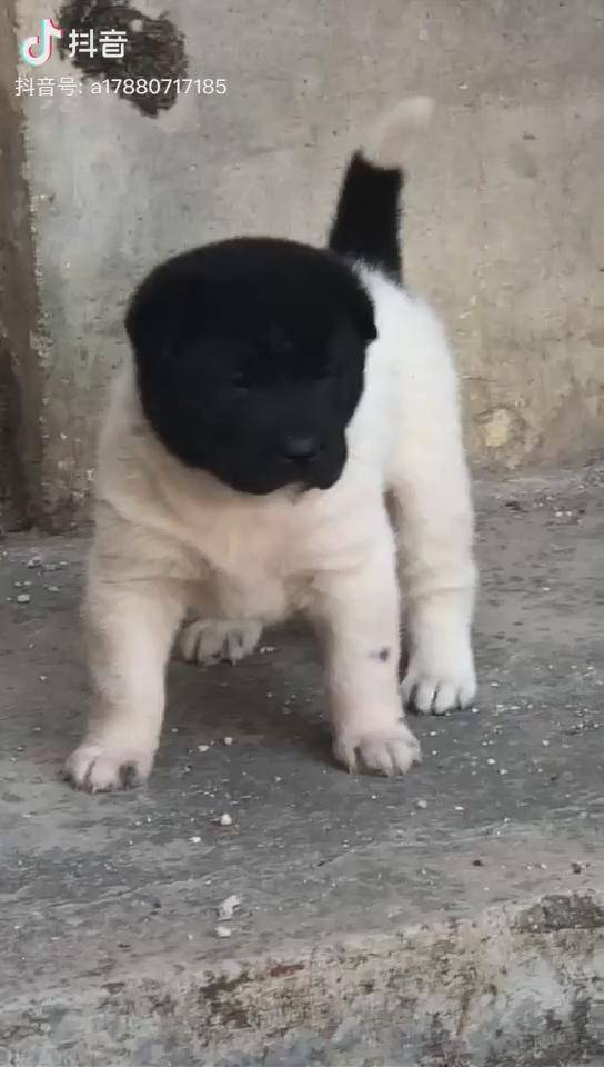 狗中极品白狗黑头身带印相狗经说是招财犬旺财旺家犬也叫风水狗能够