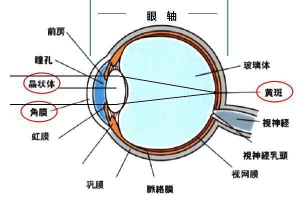 認識眼球結構 眼球發育概況 快速發育期:出生～3歲;眼軸16mm ～ 19.