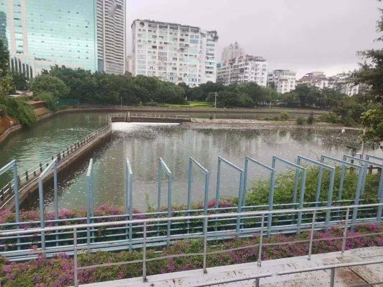 进行|“今早路过厦门这里，水上一片白花花的全是死鱼，好吓人，还看到有人...”