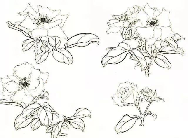 国画教程月季花的白描写生技法月季花图谱