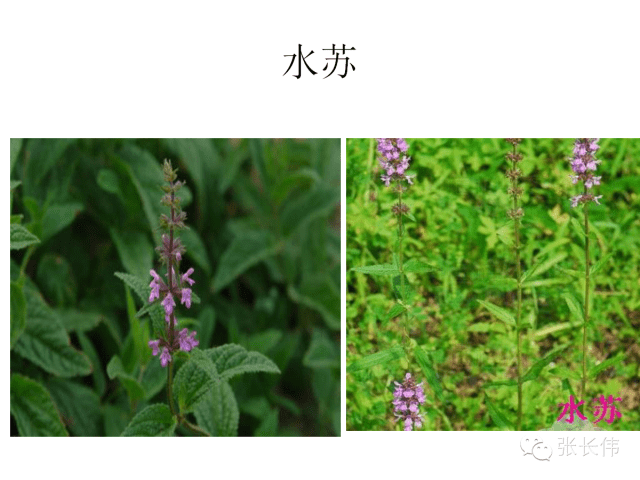 80种高清杂草图谱一次全认识了