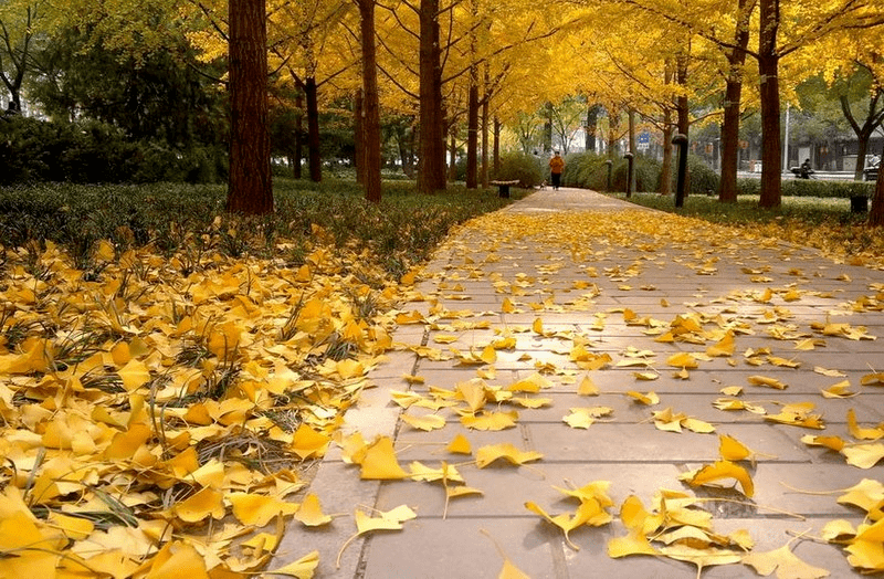 梧桐树开始落叶视太阳到达黄经135°时为立秋节气每年公历8月7-9日