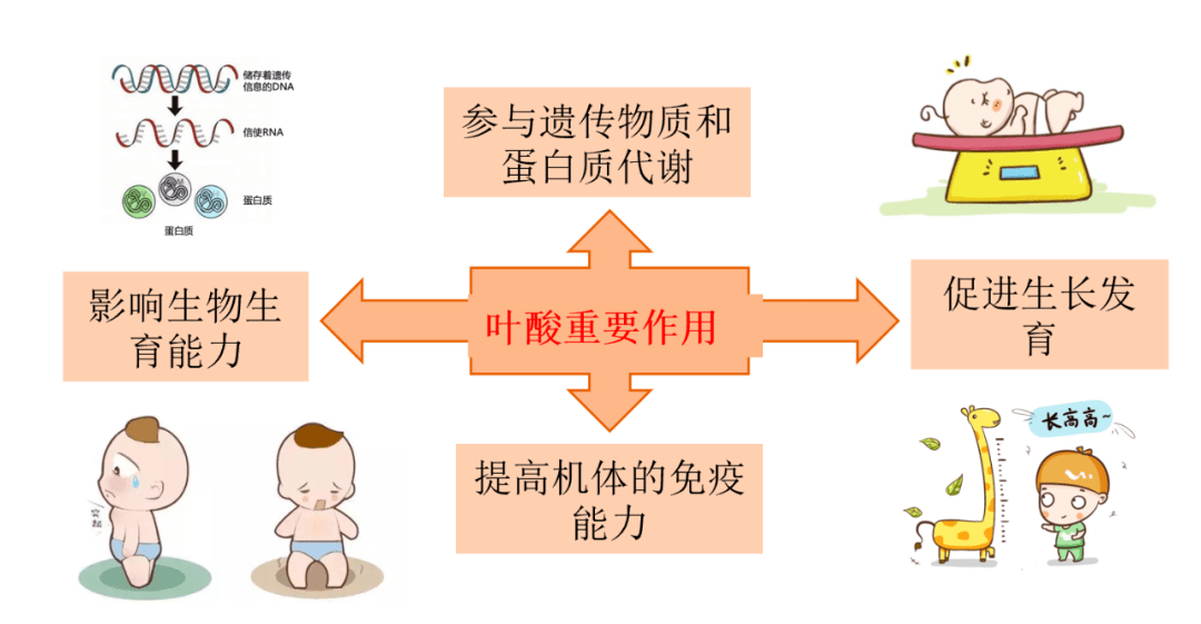 保健叶酸补多少让你体内的叶酸代谢基因告诉你吧