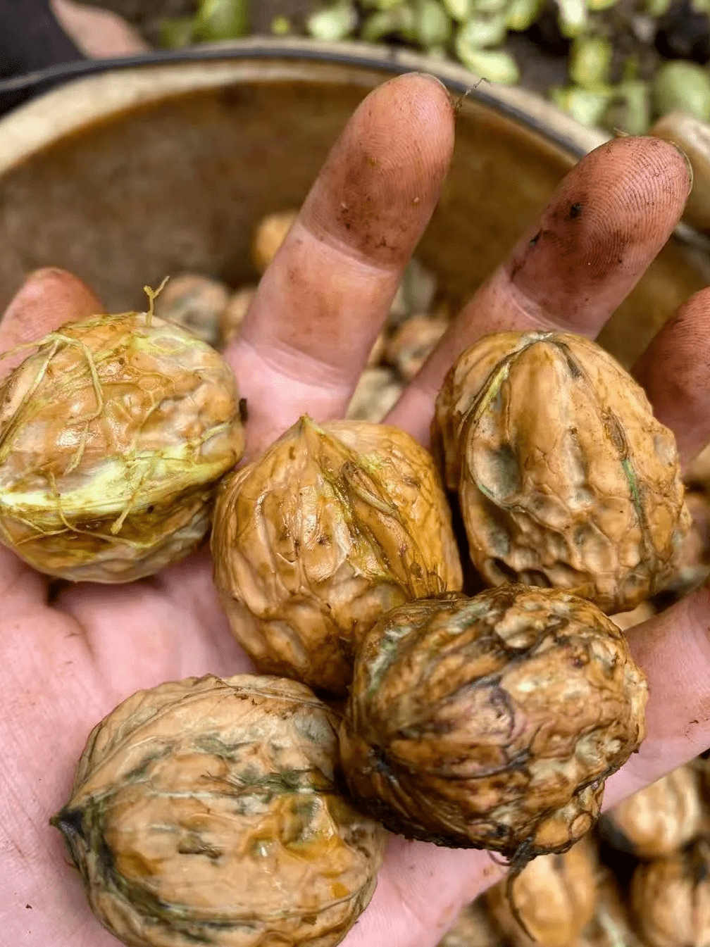 嫩到掐出水的新鲜湿核桃