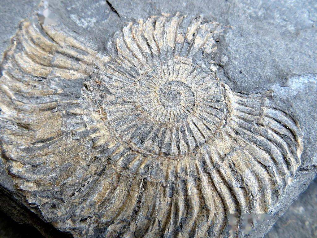 菊石化石丨 wikimedia commons,becks / cc by 2.