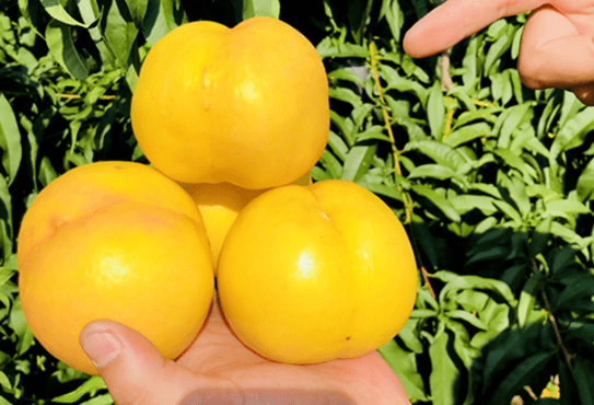 沂蒙山黄菊油桃桃中精品产地直发仅288元5斤抢门市价69元黄菊油桃脆甜