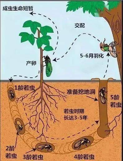 蝉的一生四阶段简笔画图片