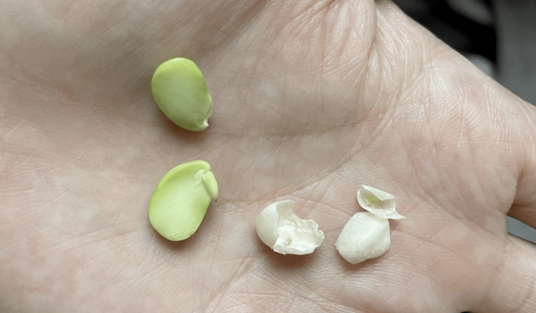 但很常见的种子就是玉米,把玉米粒切开,能分辨出明显的种皮,胚乳(负责