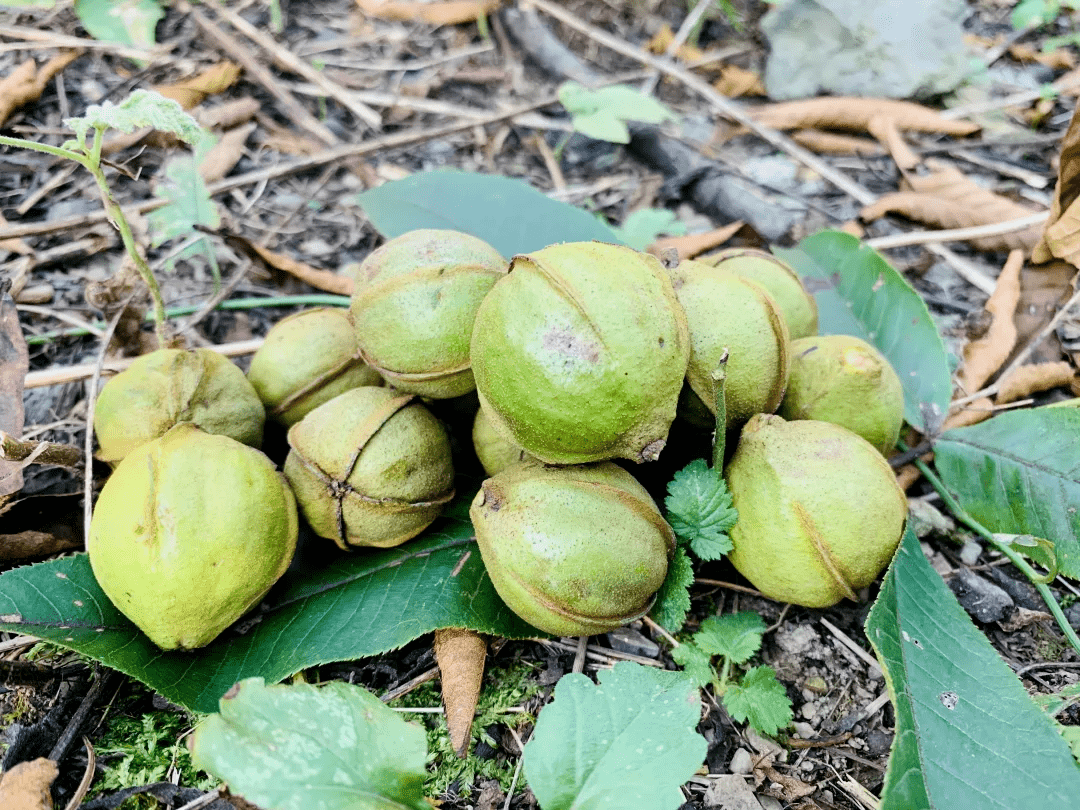 产地食材 ▎临安山核桃仁:手工采摘,坚持古法炒制,健康无添加!_脱蒲