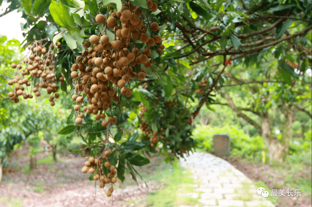"青山"龙眼 垒出"金山"_贡果
