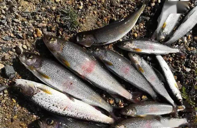 它们一种典型的山涧溪流栖居的鱼类,游动范围较小,常年不进入大江和