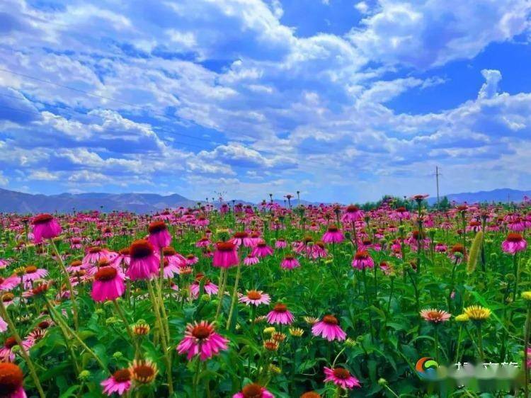 银城花海图片