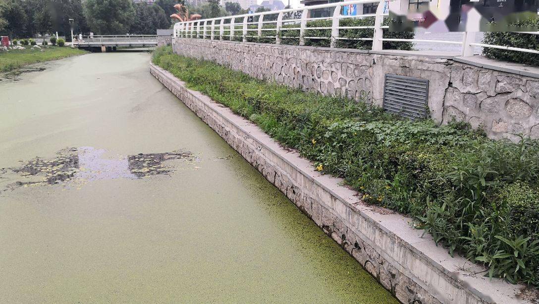 群力新区这条看似挺脏的小河沟里竟然有鱼你相信吗