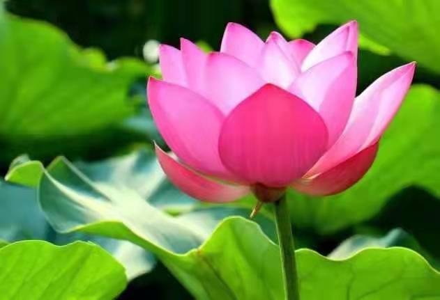 独醉|图集丨袅袅婷婷，摇曳生姿！秋日“荷”你有约