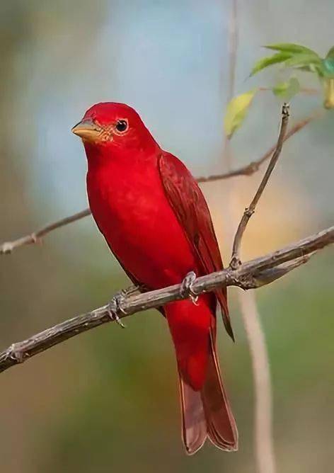 像一颗芒果这只小鸟如果有名字,我想它应该会叫蓝天白云粉红色的!