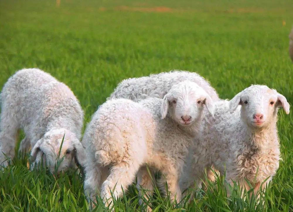 病因|江苏阿婆反复高烧一个月,排除新冠仍不明病因,最后医生发现源头在动物身上