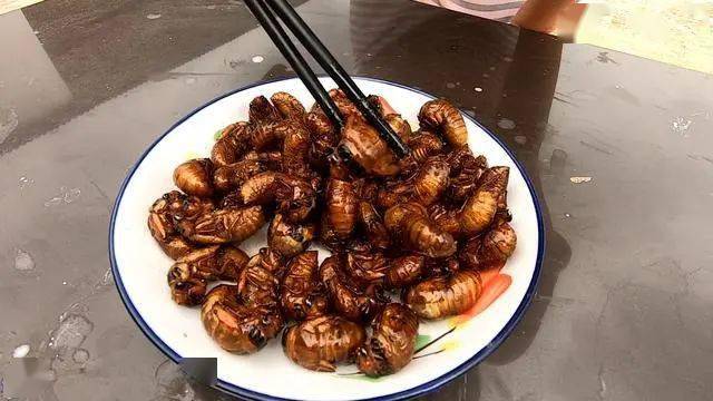 晚上吃蝉好不好