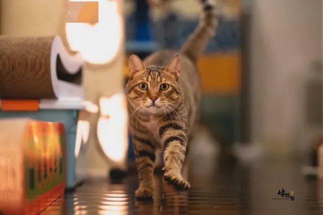 什么网站可以看动物视频 8846671a9aa54a7698ddd611c3f7983d.jpeg