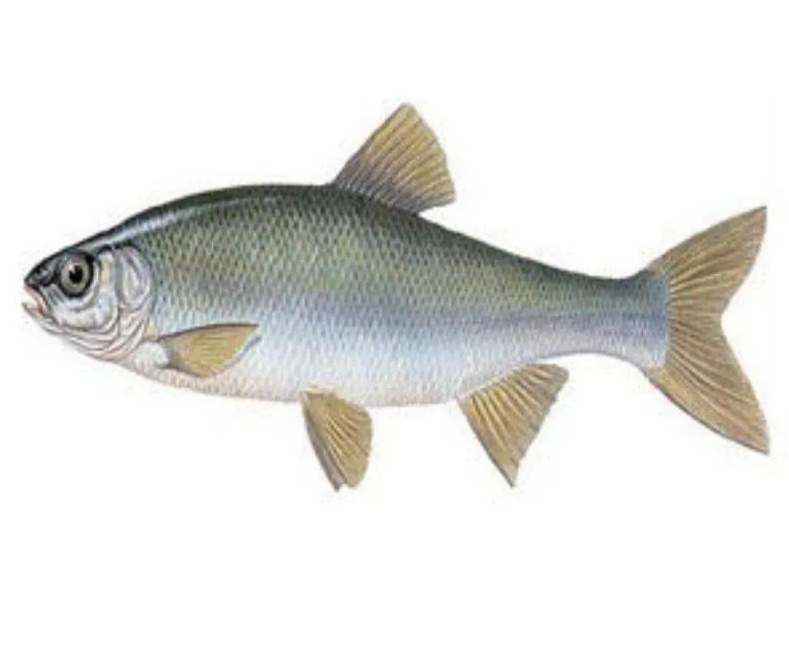 雅罗鱼大鲨鱼成群结队的大海豹贝加尔湖渔业资源非常丰富,其中最出名