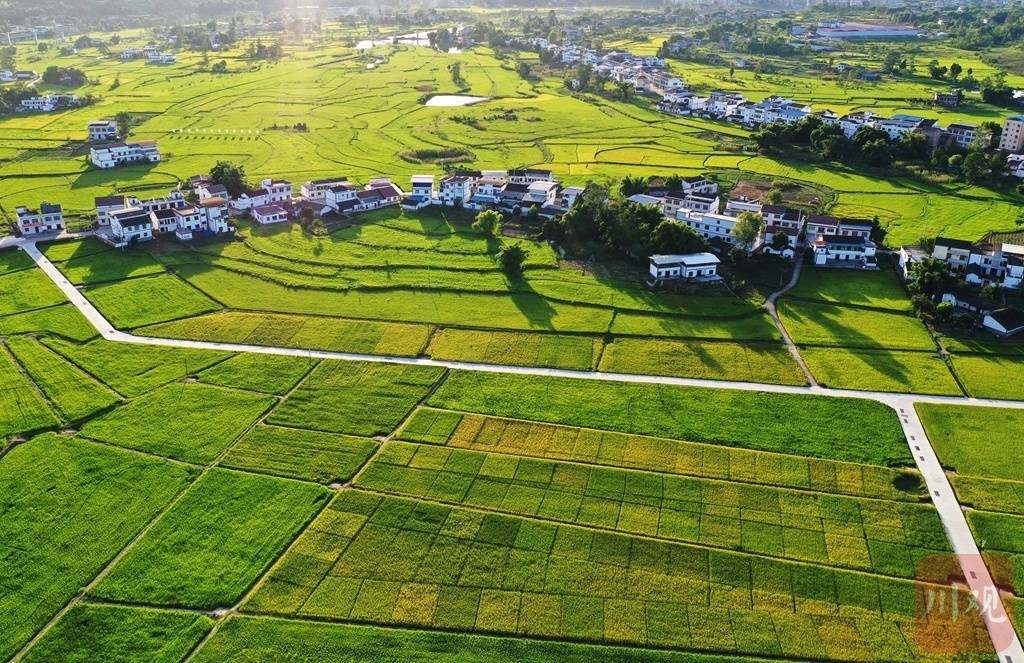 胜村|组图丨微风轻拂 稻穗摇曳 初秋田园风景如画