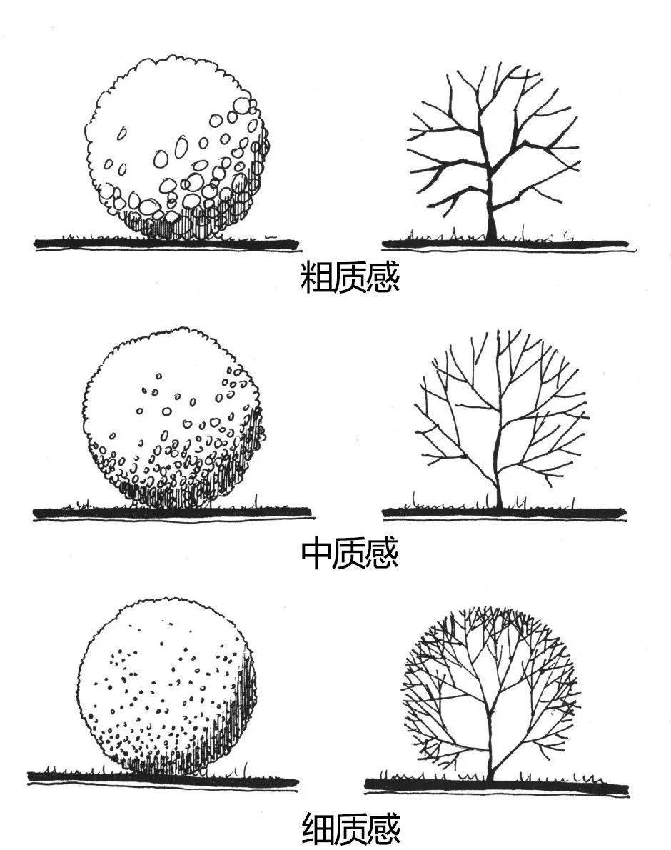 针叶树手绘立面图图片