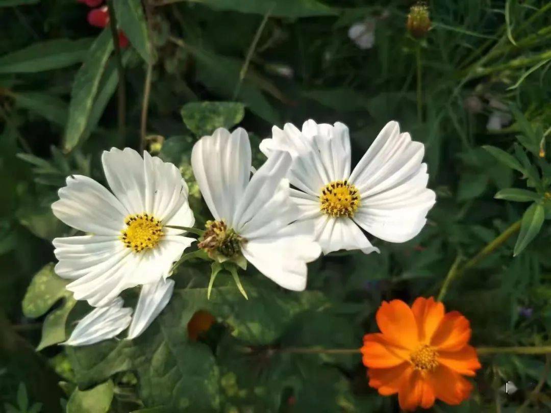 曲谱花开花谢又一年_花开花谢又是一年图片