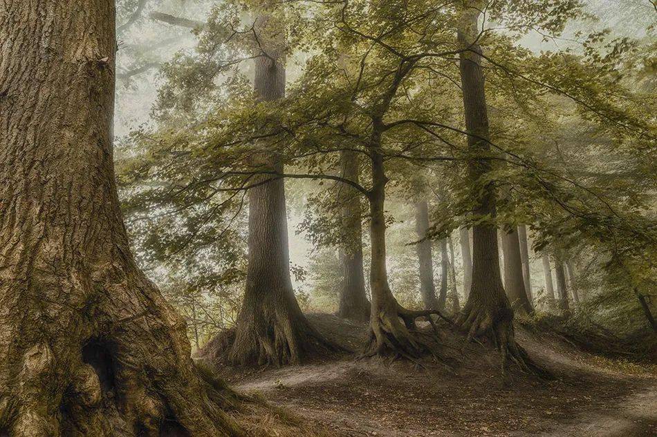 荷兰摄影师lars van de goor镜头下,童话般的幽静森林