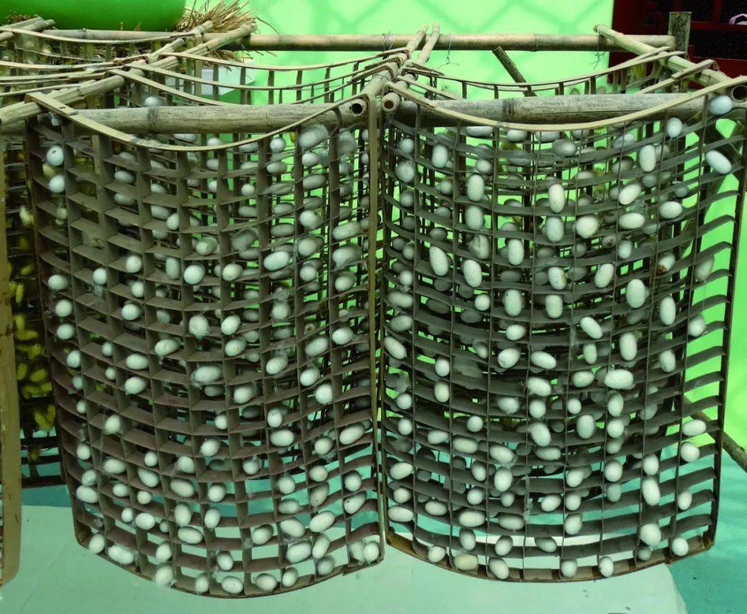 源远流长的桑蚕文化