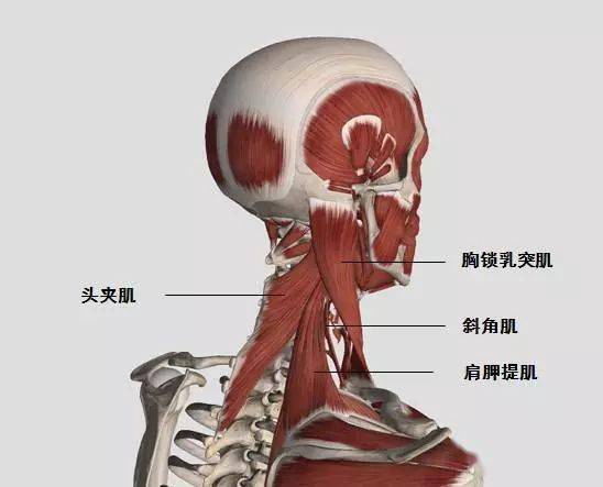 常见的颈部肌肉痉挛包括  肩胛提肌,头夹肌,颈夹肌,斜角肌等