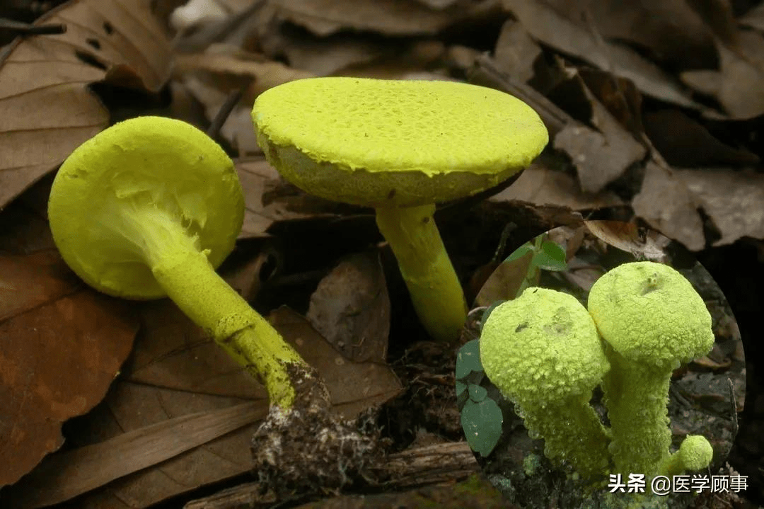 引起胃腸道刺激和炎症的蘑菇很多,主要有網孢牛肝菌屬(heimioporus)