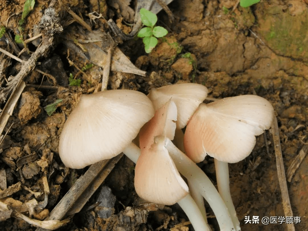 類臍菇屬(omphalotus),鱗傘屬(pholiota),枝瑚菌屬(ramaria),紅菇屬