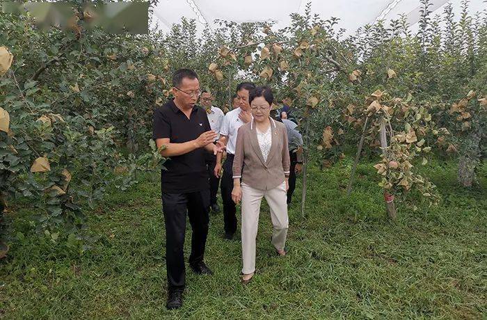 孙矿玲在渭南调研时强调守住粮食安全底线推进苹果等首位产业高质量