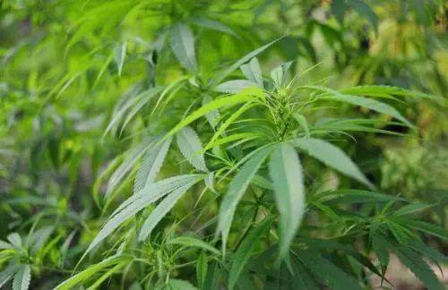 广西巴马的长寿村