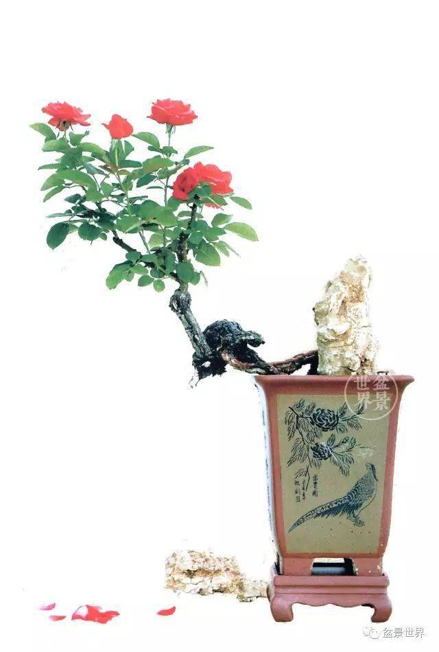 今天,种一盆花,送给心爱的人_王小军